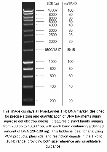 [GEN-BIO-33053] HyperLadder  1kb