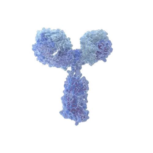 [ANT-H00003211-PW2] HOXB1 (Human) IP-WB Antibody Pair