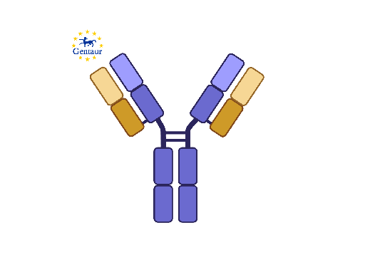 [GEN - PAB77963-1] Anti-APOC2 Antibody